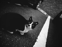 おめめくりくりハチワレ