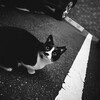 おめめくりくりハチワレ