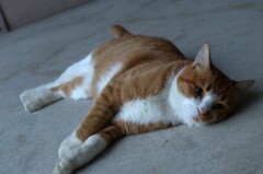 neko