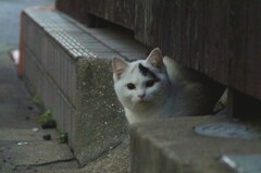 野良B・J
