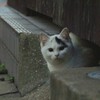 野良B・J