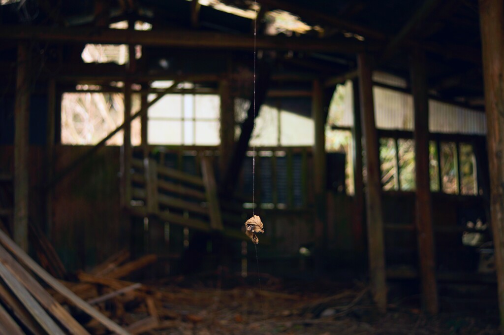 廃小屋から垂れる