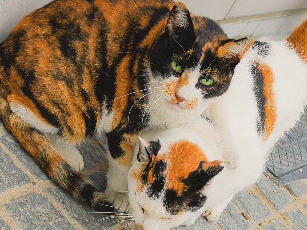 猫ナイト