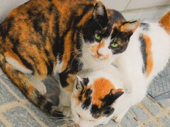 猫ナイト