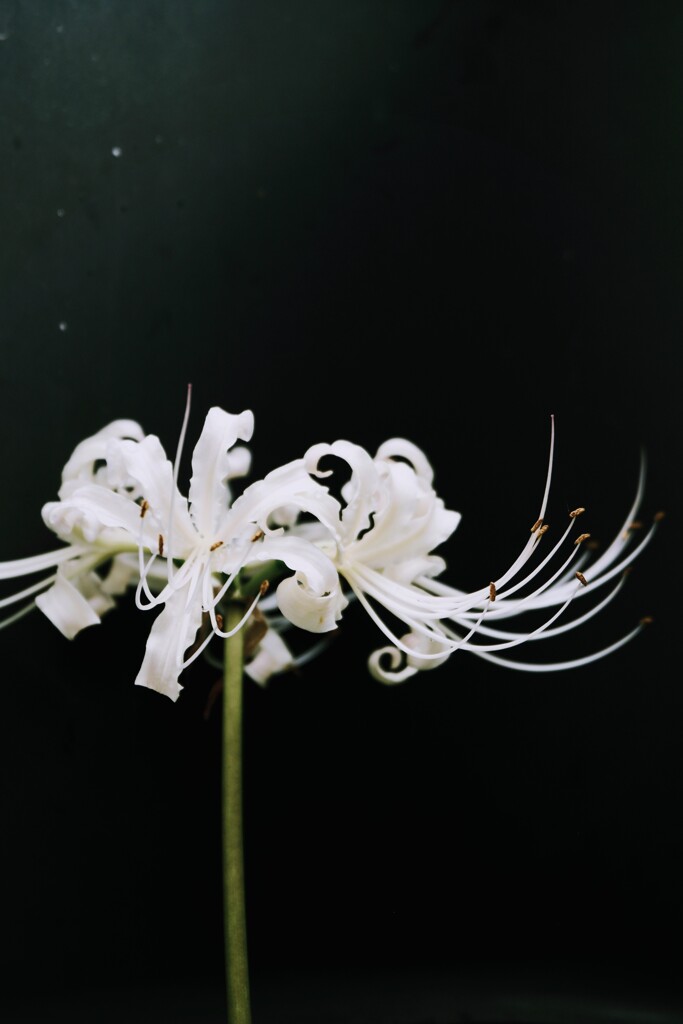 白彼岸花