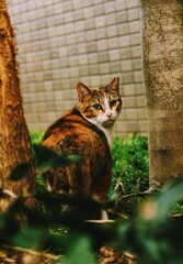 逃げねこ