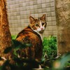 逃げねこ
