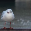 かもめ