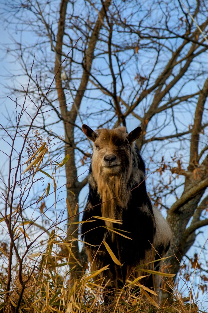 風格ある山羊