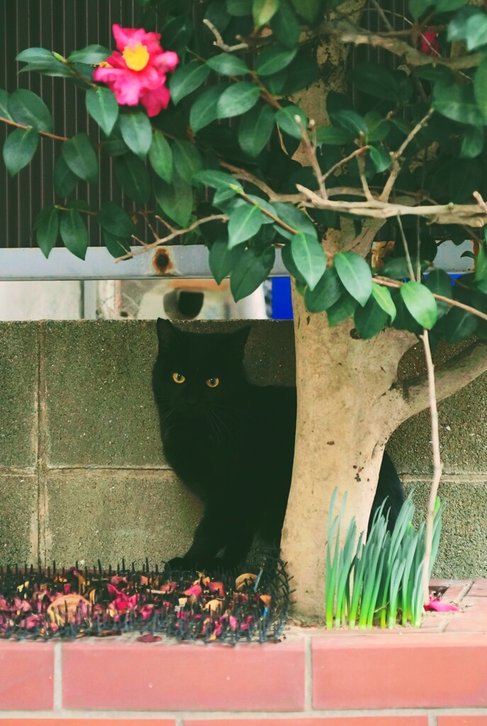 黒桜猫