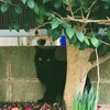 黒桜猫