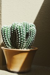 群生サボ