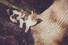 おねむ猫