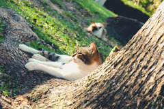 おねむ猫