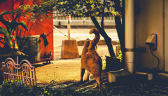 朝の茶猫