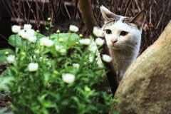 花見猫