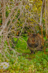 藪猫