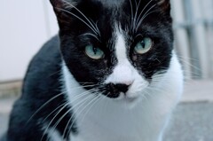美足猫