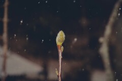 しんしん蕾