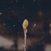 しんしん蕾