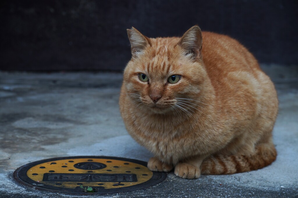まるいさくらねこ