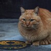 まるいさくらねこ