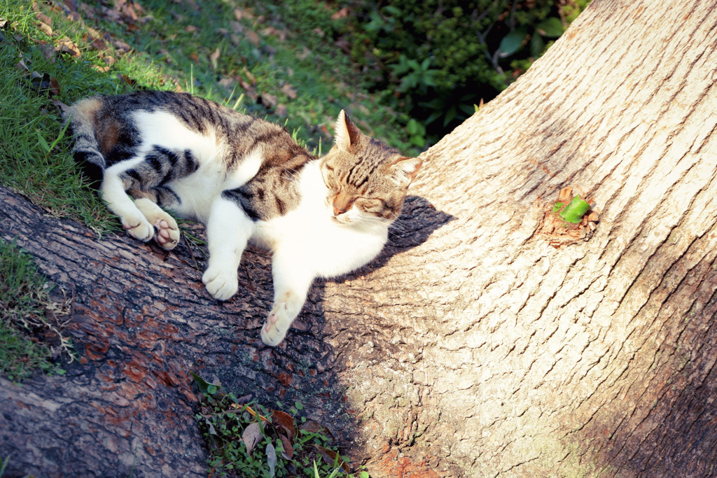 おねむ猫