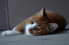 neko