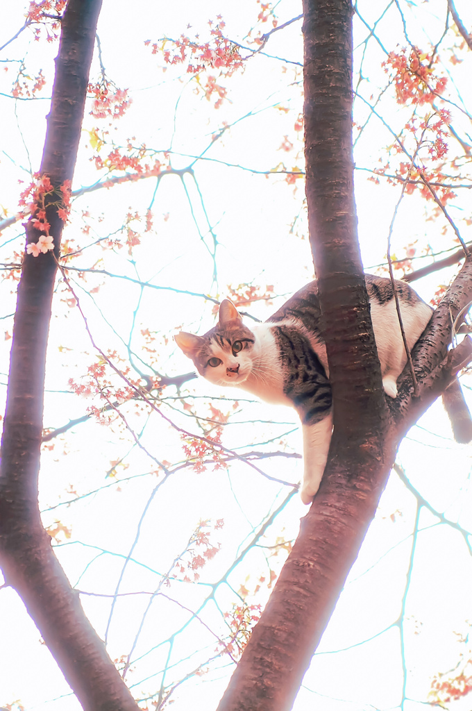 さくらねこ