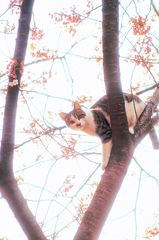 さくらねこ