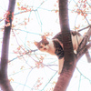 さくらねこ