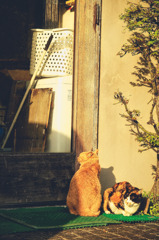 待ち猫