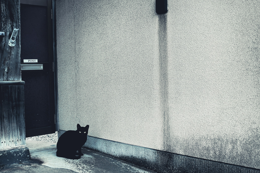 黒猫