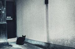 黒猫