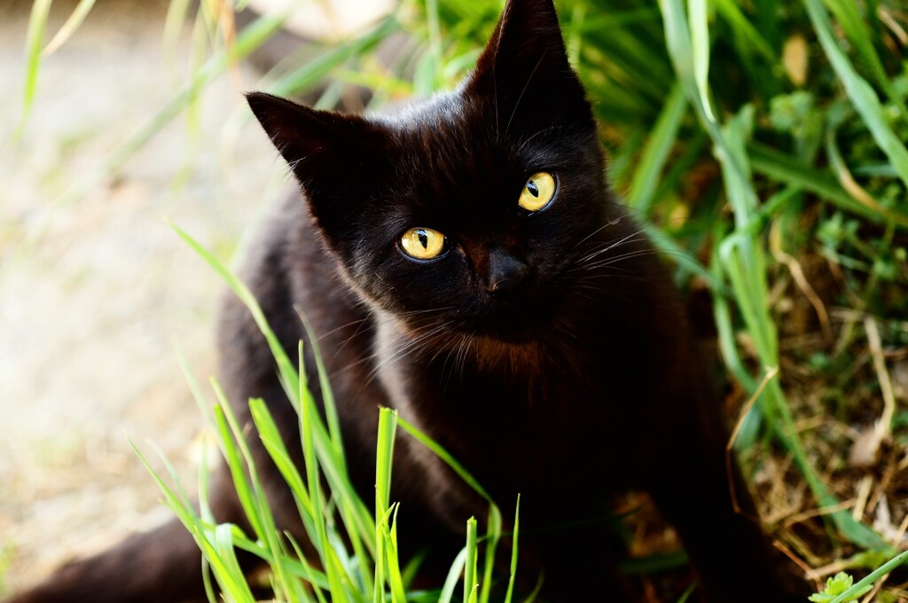 黒猫