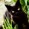 黒猫