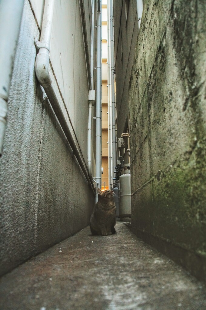 猫路地