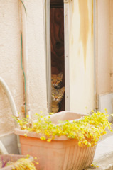 覗き猫