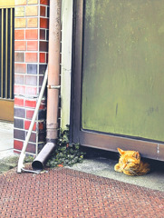 ぬるっと猫