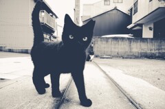 割り込み黒猫