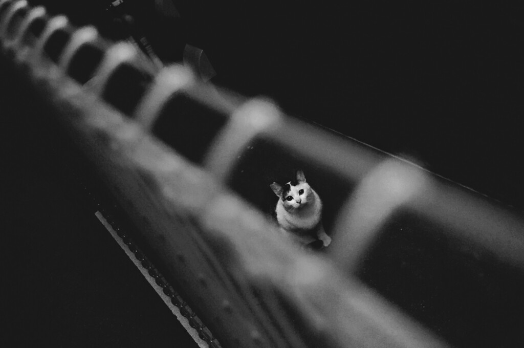 さくらねこ