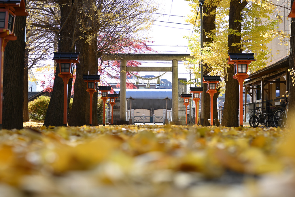 紅葉