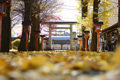 紅葉