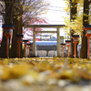 紅葉