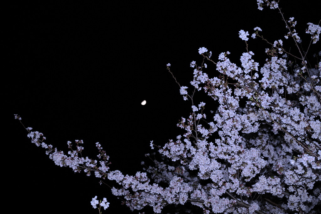 夜