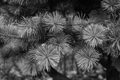 線香花火