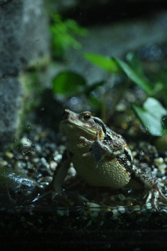 カエルのセリフ