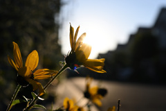 15時の花