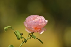 薔薇