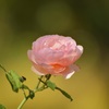 薔薇